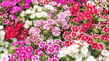 Heirloom Dianthus Flower Seeds for Planting 100 pcs