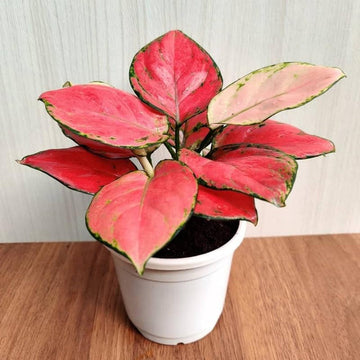 Aglaonema Red Flower Seeds for Planting - NON GMO Seeds