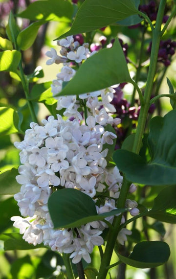 Lilac Flower Seeds for Planting -NON GMO Seeds