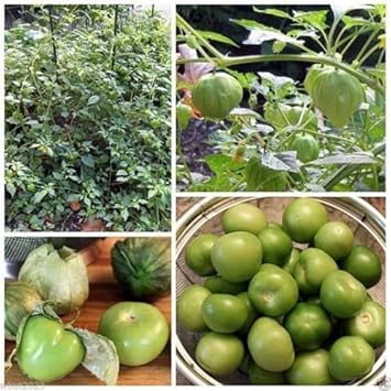 Green Tomatillo Seeds for Planting - 100 Pcs pcs