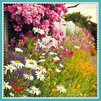Mixed Ornamental Flower Seeds for Planting - 100 Pcs pcs