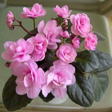 Organic Light Pink African Violet Flower Seeds for Planting ƒ?? Heirloom, Non-GMO