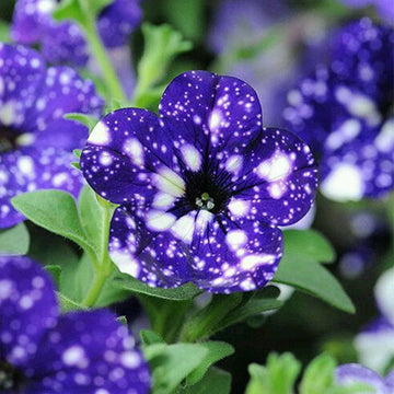 Blue & White Petunia Flower Seeds for Planting - Heirloom, NON-GMO Garden Blooms - Easy to Grow