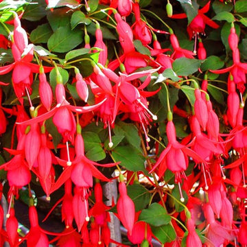 Heirloom Non-GMO Fuchsia Flower Seeds for Planting – Vibrant Hanging Ornamental Garden Blooms