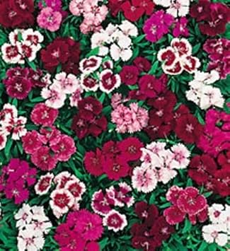 Wee Willie Dianthus Mixed Seeds – Organic, Heirloom, Non-GMO Flower Seeds for Planting