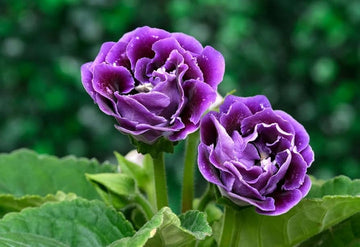 Gloxinia Flower Seeds Pink Purple for Planting - NON GMO Seeds