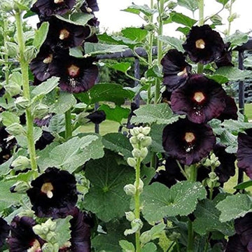 Heirloom Non-GMO Black Hollyhock Flower Seeds for Planting ƒ?? Tall Dramatic Blooms for Cottage Gardens