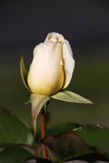 Cream Dragon Rose Plant Seeds for Planting Non-GMO Heirloom Garden Seeds for Your Garden