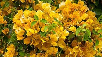 Yellow Bougainvillea Flower Seeds for Planting ƒ?? Organic, Heirloom & Non-GMO Garden Seeds