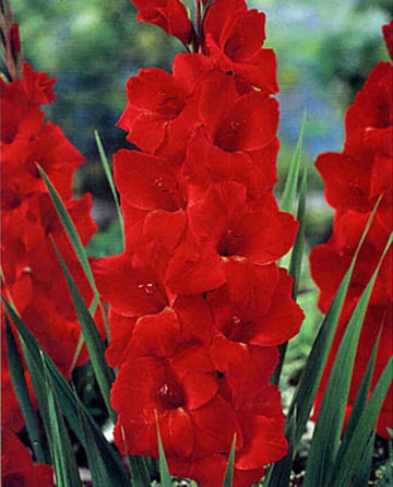 Gladiolus Flower Seeds for Planting, Red Variety, 100 pcs