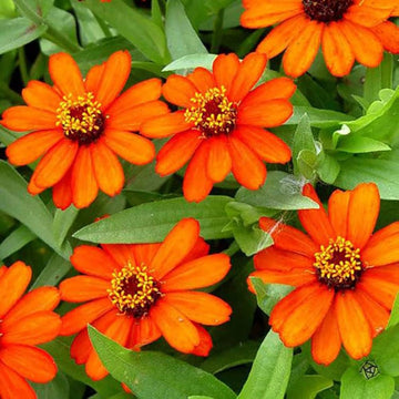 Zinnia Orange Flower Seeds for Planting – Vibrant, Non-GMO Heirloom Flower Seeds