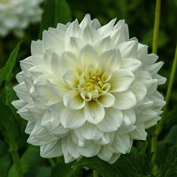 White Swan Dahlia Flower Seeds for Planting, 100 pcs