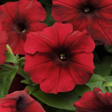 Heirloom Velour Petunia Flower Seeds for Planting - NON-GMO, Easy to Grow, Beautiful Garden Blooms