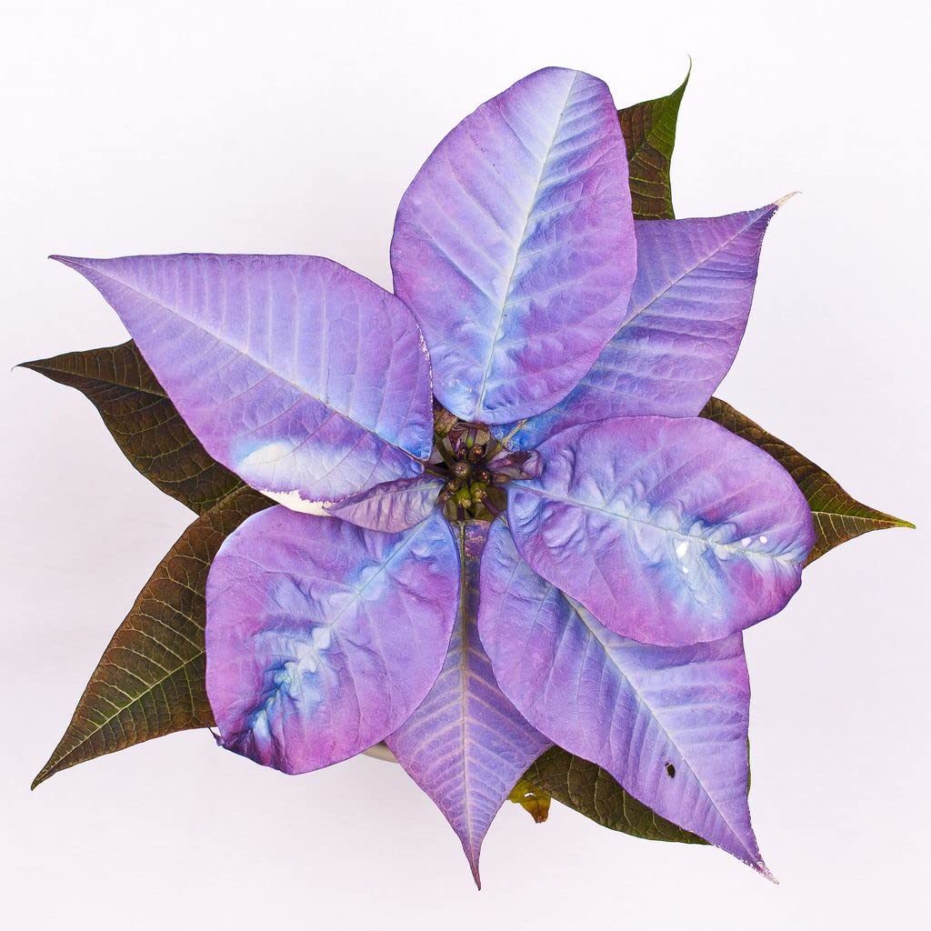 Heirloom Non-GMO Purple Poinsettia Flower Seeds for Planting – Rare Festive Blooming Flower Seeds for planting in your garden.