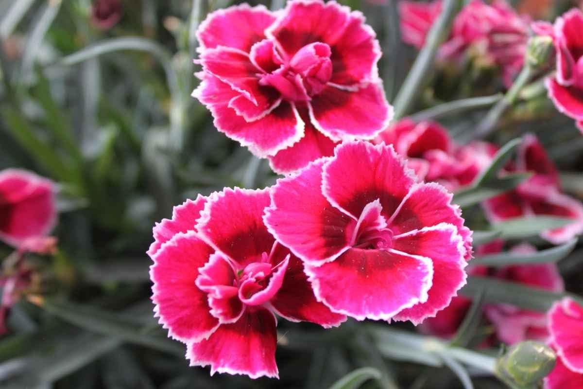 Heirloom Non-GMO Pink & Red Dianthus Flower Seeds for Garden Planting – Vibrant Fragrant Blooms for planting in your garden.
