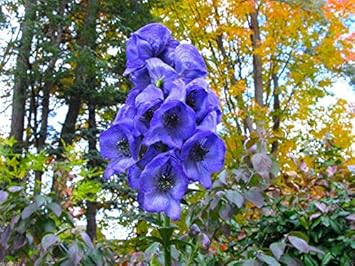 Blue Monkshood Flower Seeds for Planting - 100 pcs