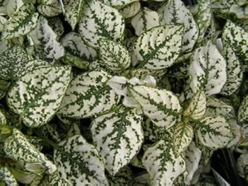 White Green Hypoestes Polka Plant Seeds for Planting - 100 pcs seeds for planting in home garden