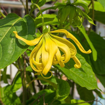 Organic Yellow Cananga Flower Seeds for Planting – Heirloom, Non-GMO