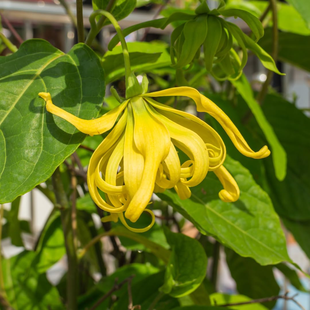 Cananga Odorata Flower Seeds for Planting - NON GMO Seeds for planting in home garden