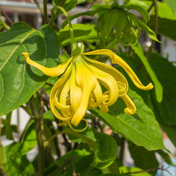 Cananga Odorata Flower Seeds for Planting - NON GMO Seeds