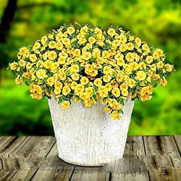 Yellow Superbells Calibrachoa Seeds – Organic, Heirloom, Non-GMO Seeds for Planting