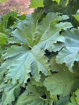 Gunnera Manicata Plant Seeds Heirloom Non GMO Planting - 100 pcs