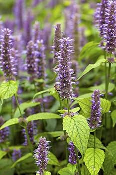 Purple Hyssop Plant Seeds for Aromatic and Medicinal Garden Use – Fresh Herb for Your Garden