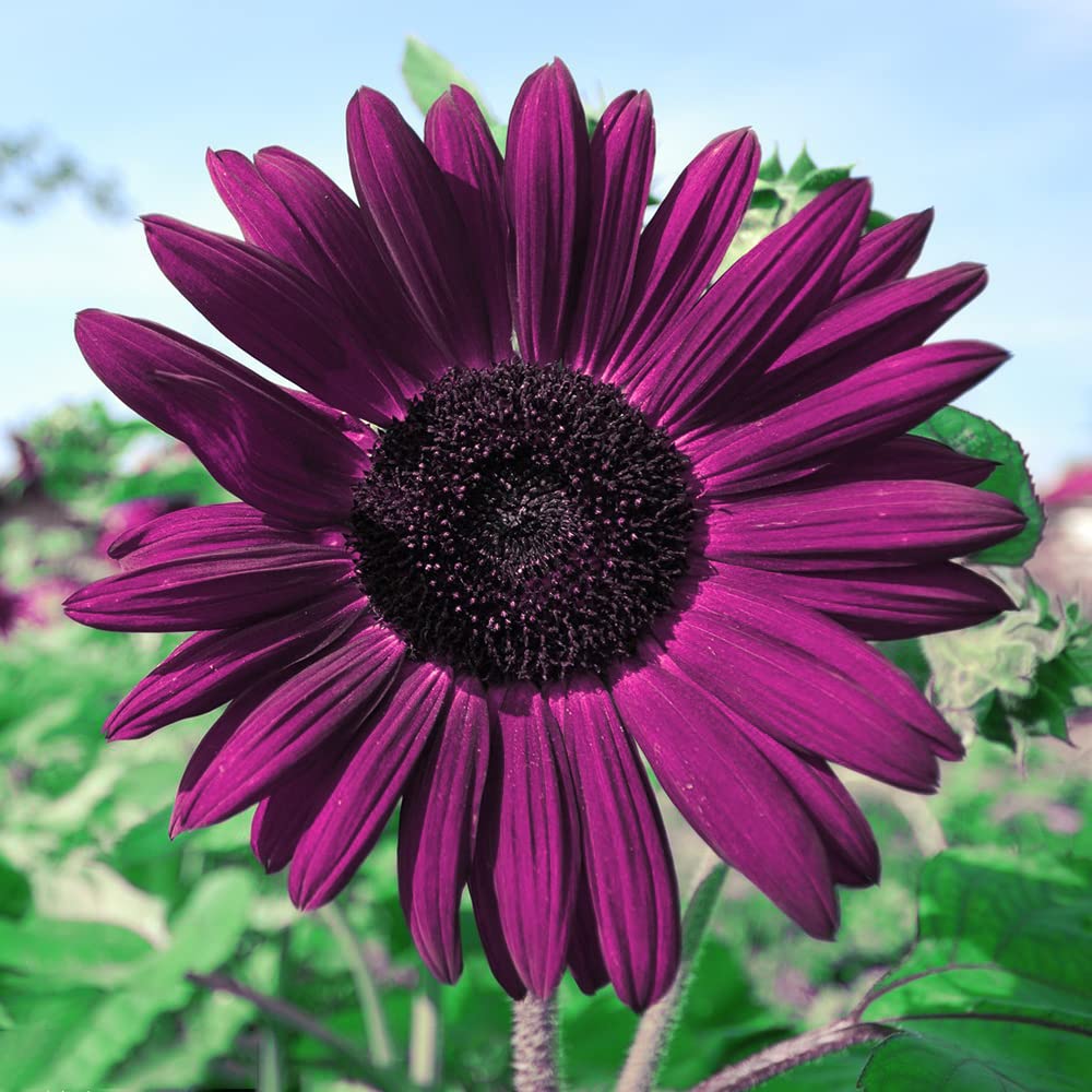 Deep Purple Sunflower Seeds for Planting – Unique Non-GMO Garden Blooms, Heirloom Seeds seeds for planting in home garden