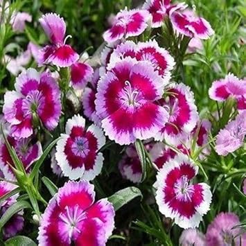 White Pink Dianthus Barbatus Flower Seeds for Planting - 100 pcs