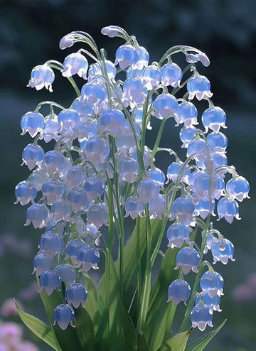 Blue Lily of the Valley flower Seeds for Planting - Non-GMO and Heirloom garden seeds