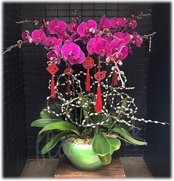 Pink Butterfly Orchid Flower Seeds - 100 pcs