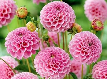 Pompon Dahlia Rose Flower Seeds for Planting – Heirloom and Non-GMO garden seeds
