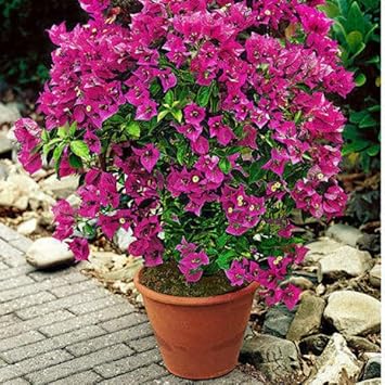 Heirloom Thick Pink Bougainvillea Flower Seeds for Planting ƒ?? Non-GMO, Vibrant Climbing Blooms for planting in your garden.