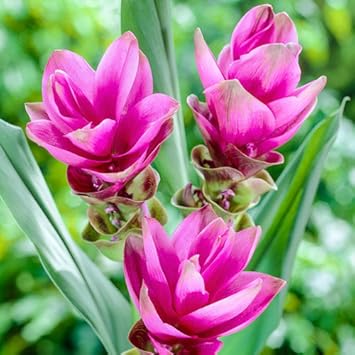 Siam Tulip Flower Seeds for Planting â€“ Heirloom, Non-GMO, Vibrant Blooms for Your Garden for planting in home garden