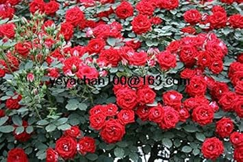 Pink Corymbia Ficifolia Flower Seeds 100 Pcs pcs