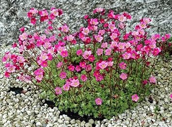 Heirloom Saxifrage Rose Plant Seeds â€“ Non-GMO Garden Seeds for Planting, Ideal for Your Garden