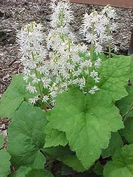 White Tiarella Wherryi Flower Seeds for Planting - 100 Pcs pcs