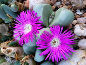 Heirloom Non-GMO Argyroderma Succulent Seeds | Unique Living Stone Plants for Drought-Tolerant Gardens