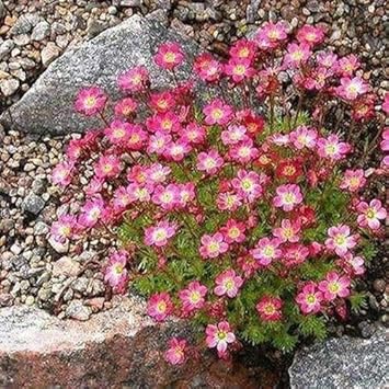 Pink Saxifraga Flower Seeds for Planting - NON GMO Seeds