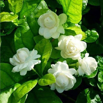 Heirloom Non-GMO Mogra Flower Seeds for Planting – Fragrant Jasmine Garden Blooms