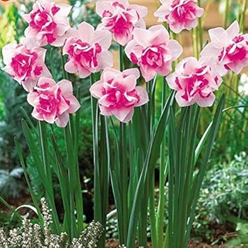 Pink Daffodils Flower Seeds for Planting – Heirloom, Non-GMO, Vibrant Blooms