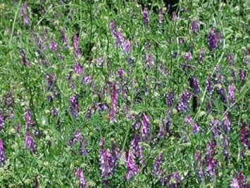 Blue Vetch Flower Seeds for Planting – Organic, Heirloom, Non-GMO Cover Crop Seeds