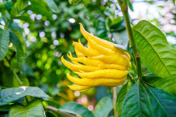 Buddha's Hand Flower Seeds for Planting - NON GMO Seeds