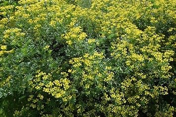 Heirloom Non-GMO Semi Erbe Flower Seeds for Planting- Herbal Blooms for Naturalistic Gardens