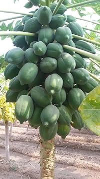 Star Fruit Seeds - Unique and Refreshing Star Fruit for Your Garden 100 Pcs pcs