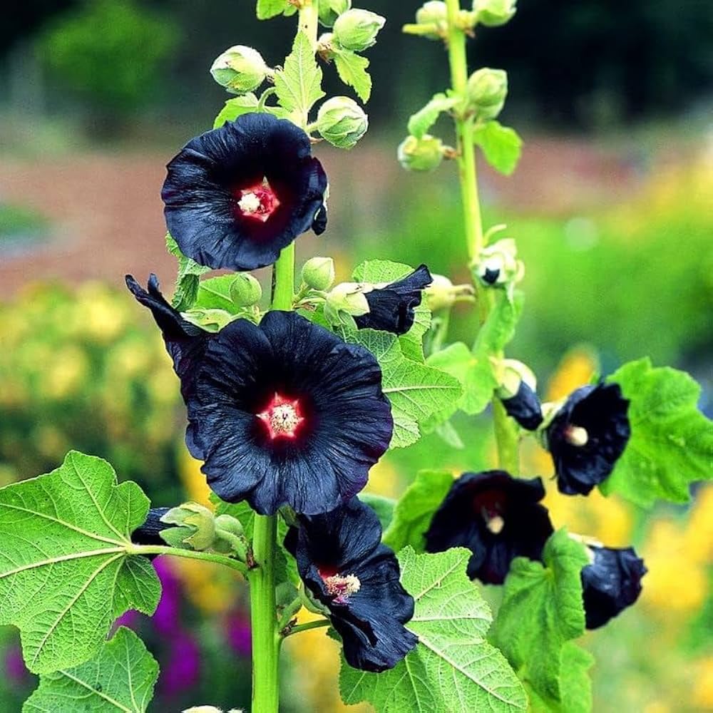 Heirloom Non-GMO Black Hollyhock Flower Seeds for Planting – Tall Dramatic Blooms for Cottage Gardens for planting in your garden.