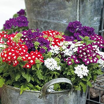 Verbena Dwarf Mix Flower Seeds for Planting - NON GMO Seeds