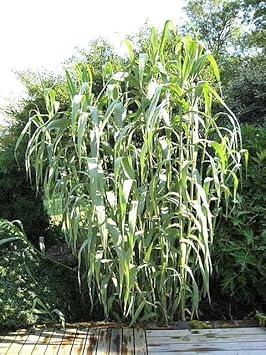 Cane Reed Plant Seeds for Cultivation and Planting - Heirloom and GMO Free Seeds for your Home Garden