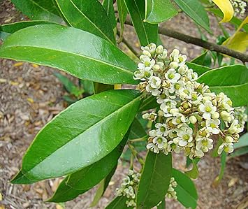 Ilex Paraguayensis Flower Seeds for Planting, NON GMO Seeds
