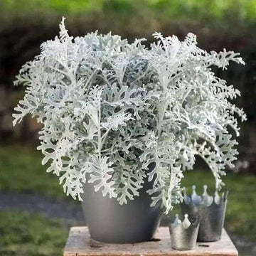 Dusty Miller Silver Dust Seeds for Planting - NON GMO Seeds